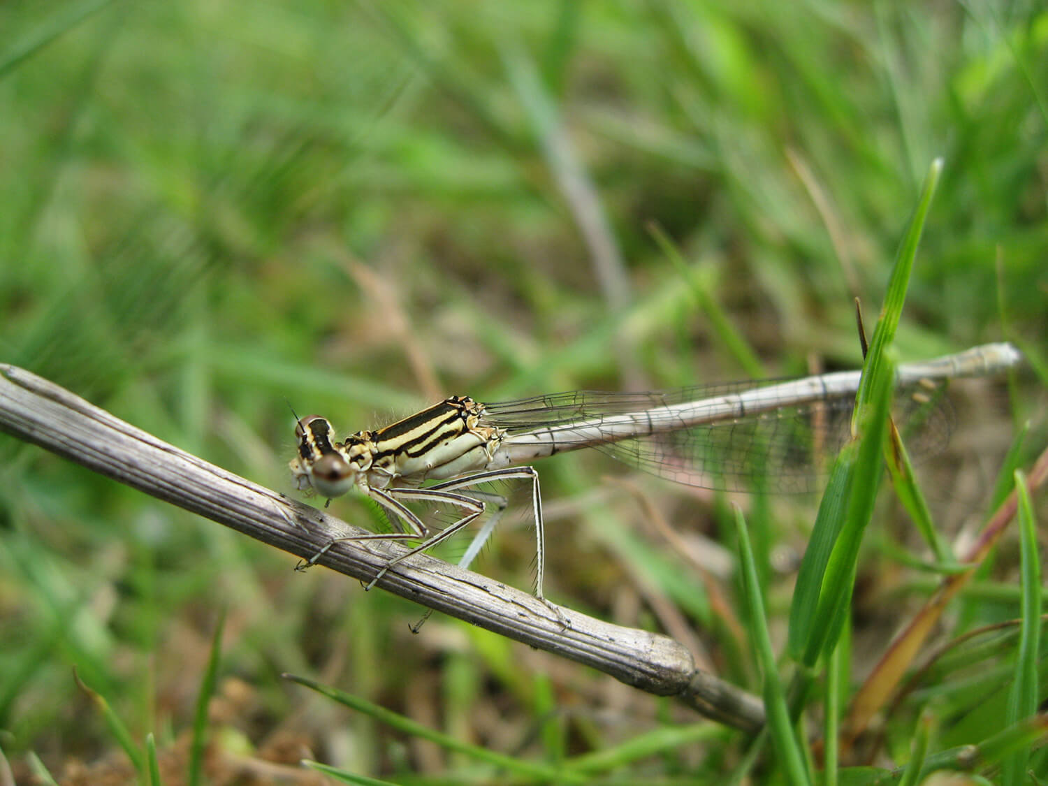 Male Platycnemis pennipes by Ben Rainbow